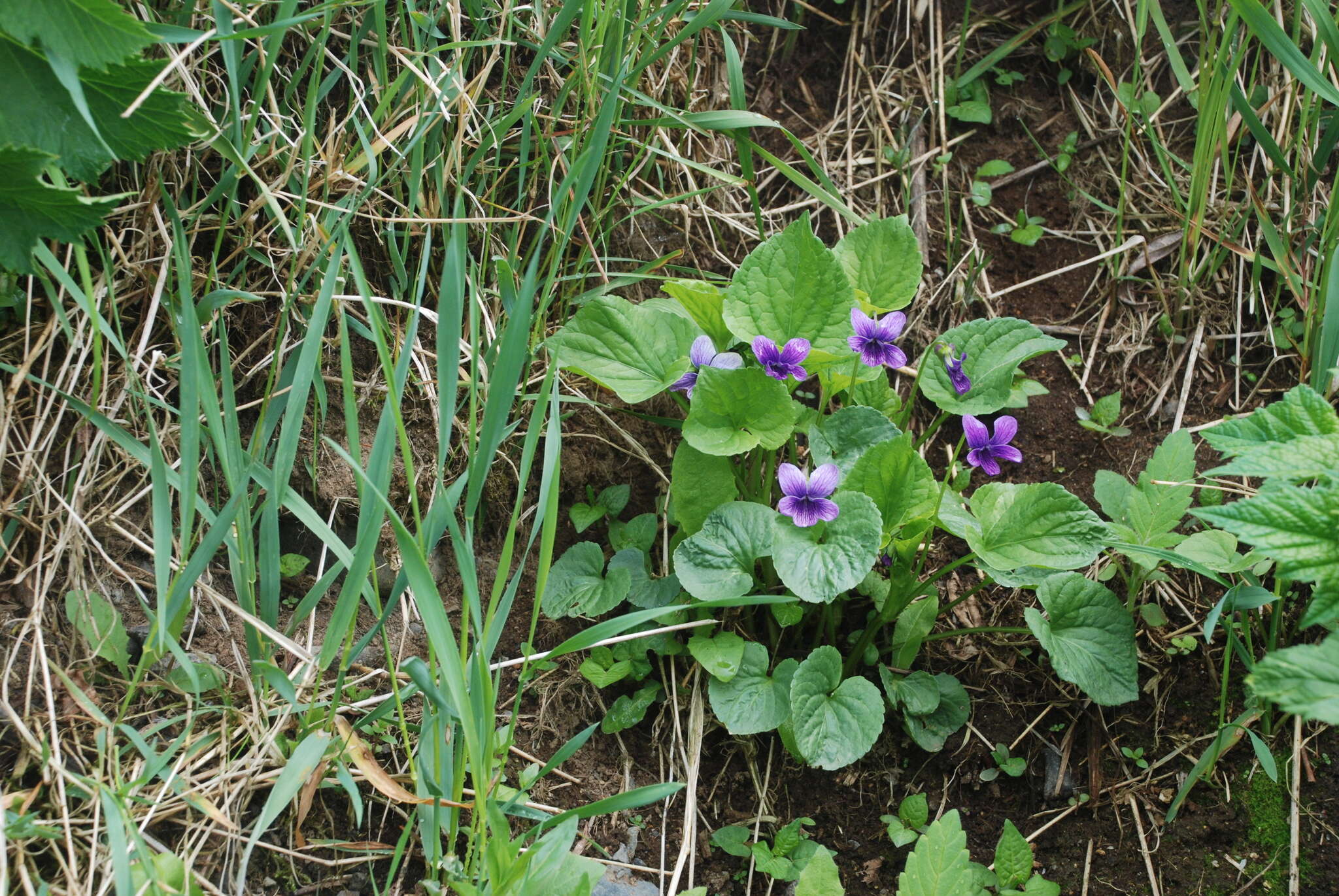 Слика од Viola langsdorfii subsp. sachalinensis W. Becker