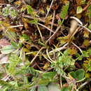 Image of Chaerophyllum colensoi (Hook. fil.) K. F. Chung