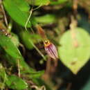 Plancia ëd Anathallis cuspidata (Luer) Pridgeon & M. W. Chase