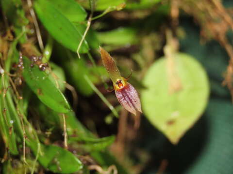 Image of Anathallis cuspidata (Luer) Pridgeon & M. W. Chase