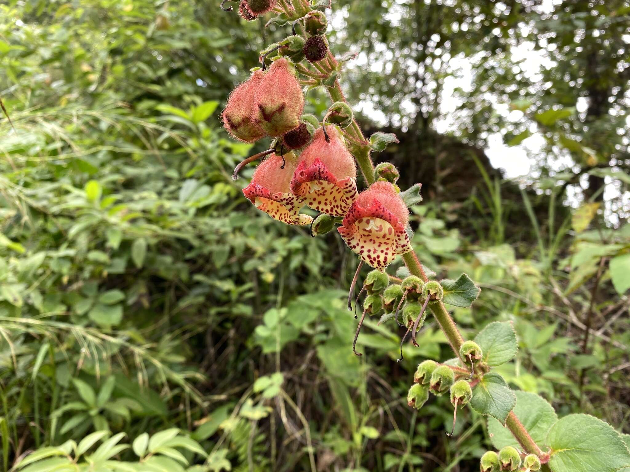 Sivun Kohleria allenii Standl. & L. O. Williams kuva