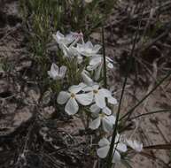 Imagem de Phlox andicola E. Nelson