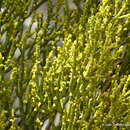 Image de Phoradendron minutifolium Urb.