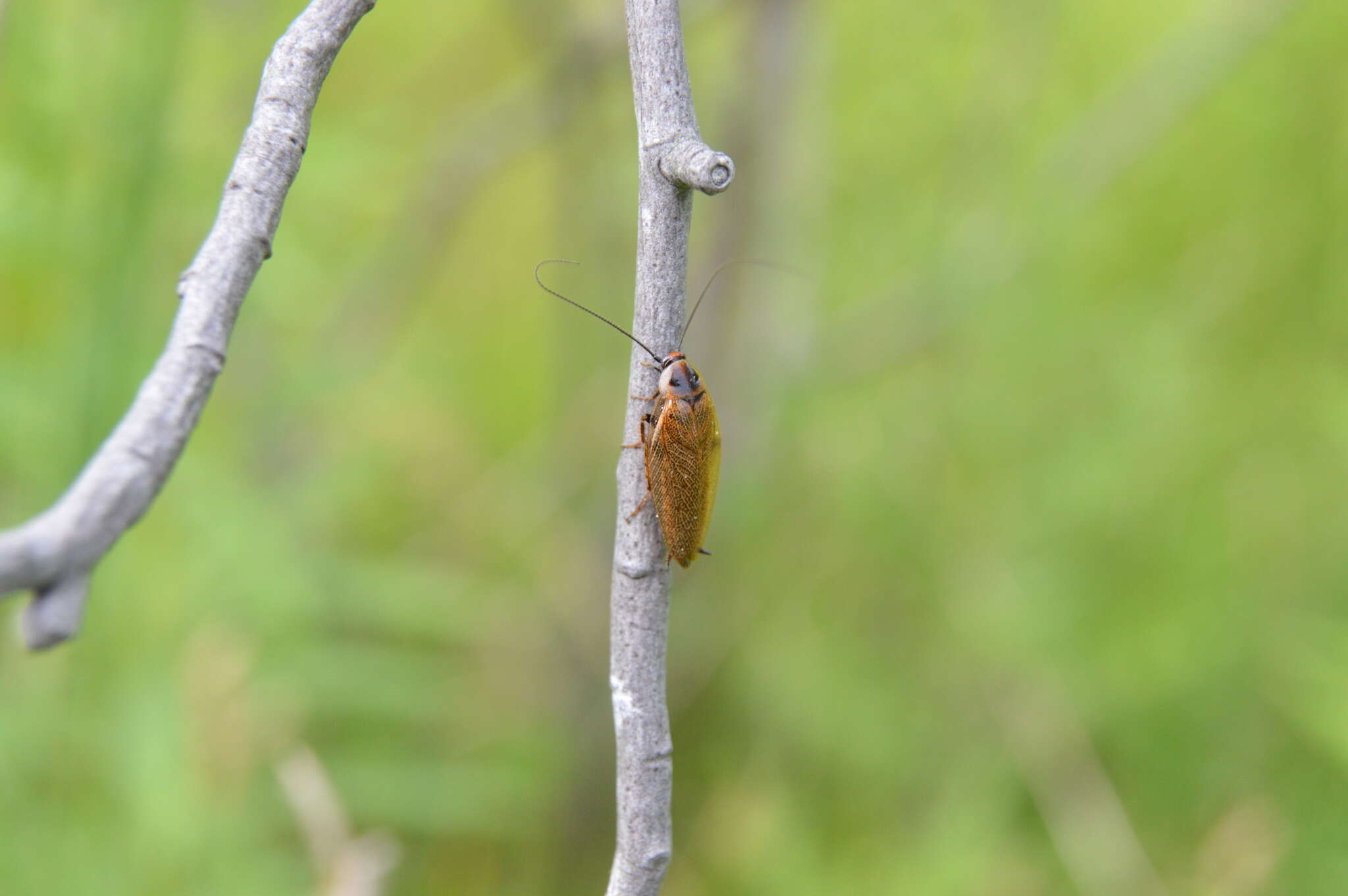 Image of dusky cockroach