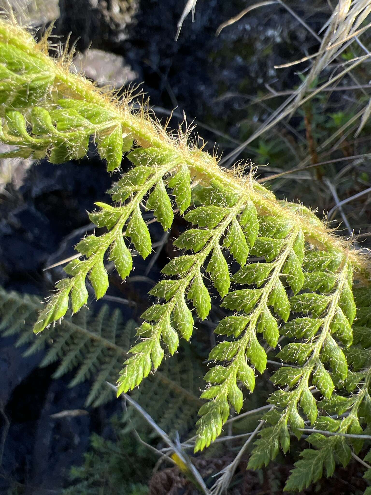 Polystichum haleakalense Brack.的圖片