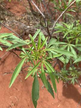 Image of Jatropha spicata Pax