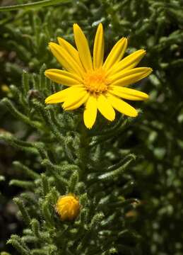 Image of Arrowsmithia hamata (Hilliard & B. L. Burtt) N. G. Bergh