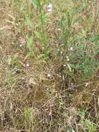 Image of Nuttall's lobelia