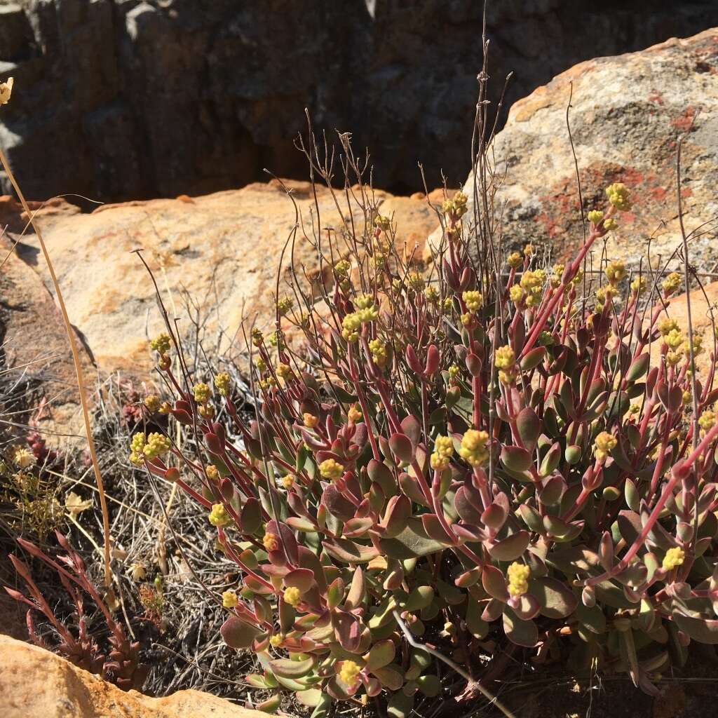 Image of Crassula atropurpurea var. anomala (Schönl. & Bak. fil.) Tölken