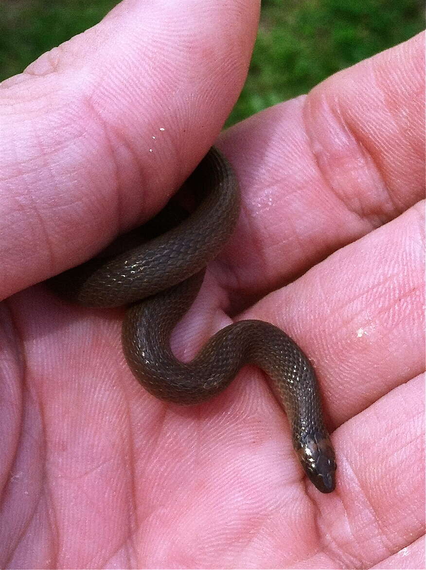 Image of Rough Earth Snake