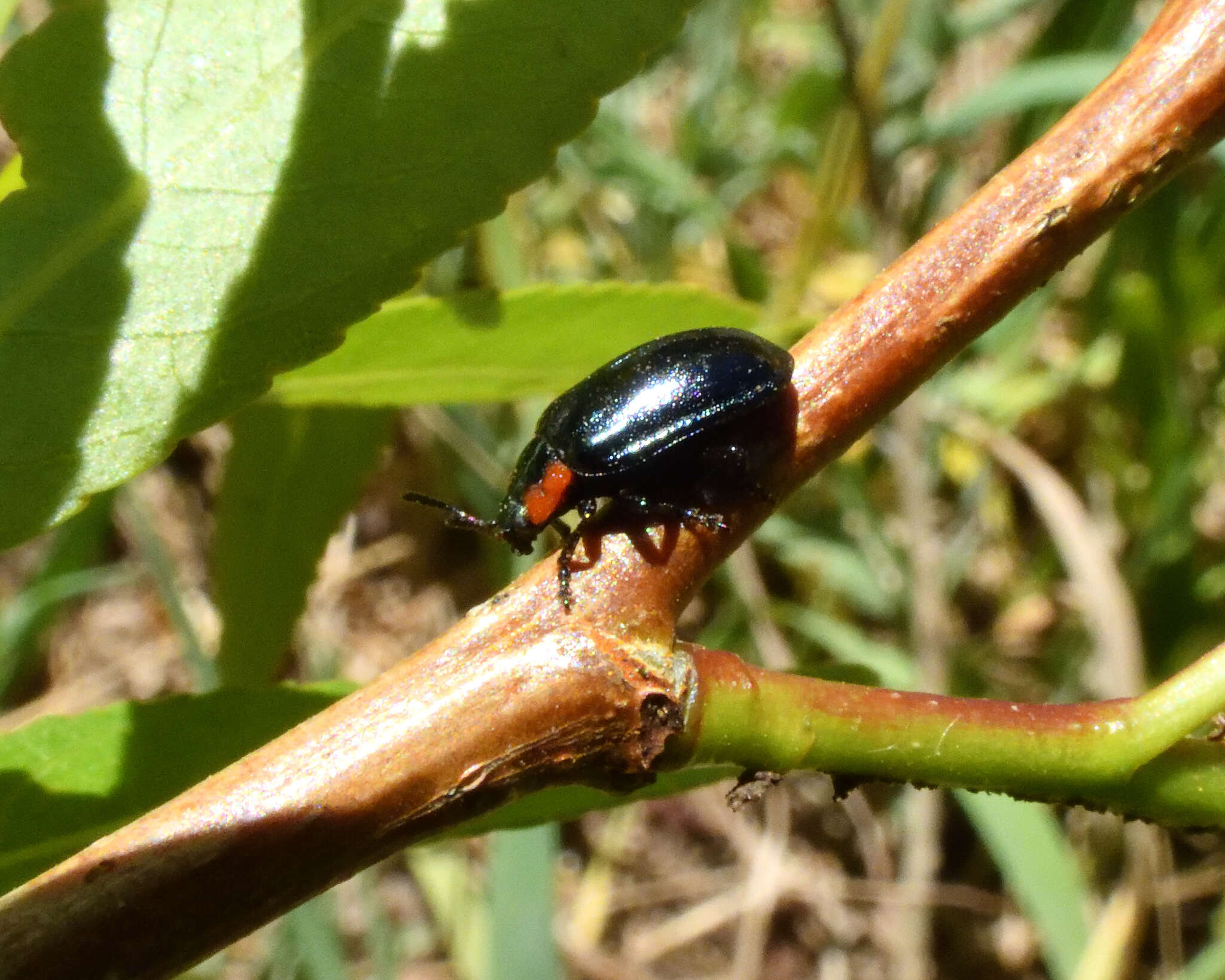 Image of Chrysomela (Macrolina) confluens Rogers 1856