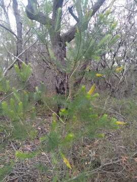 Image of Persoonia pinifolia R. Br.