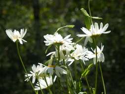 Слика од Leucanthemum superbum (Bergmans ex J. Ingram) D. H. Kent