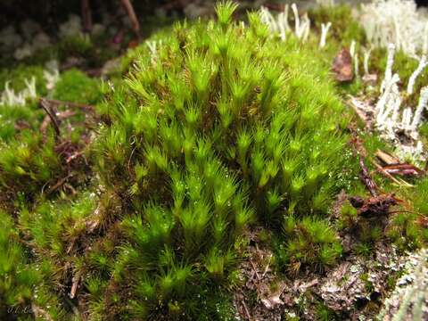 Image of campylopus moss