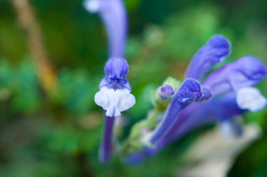 Scutellaria indica var. indica的圖片