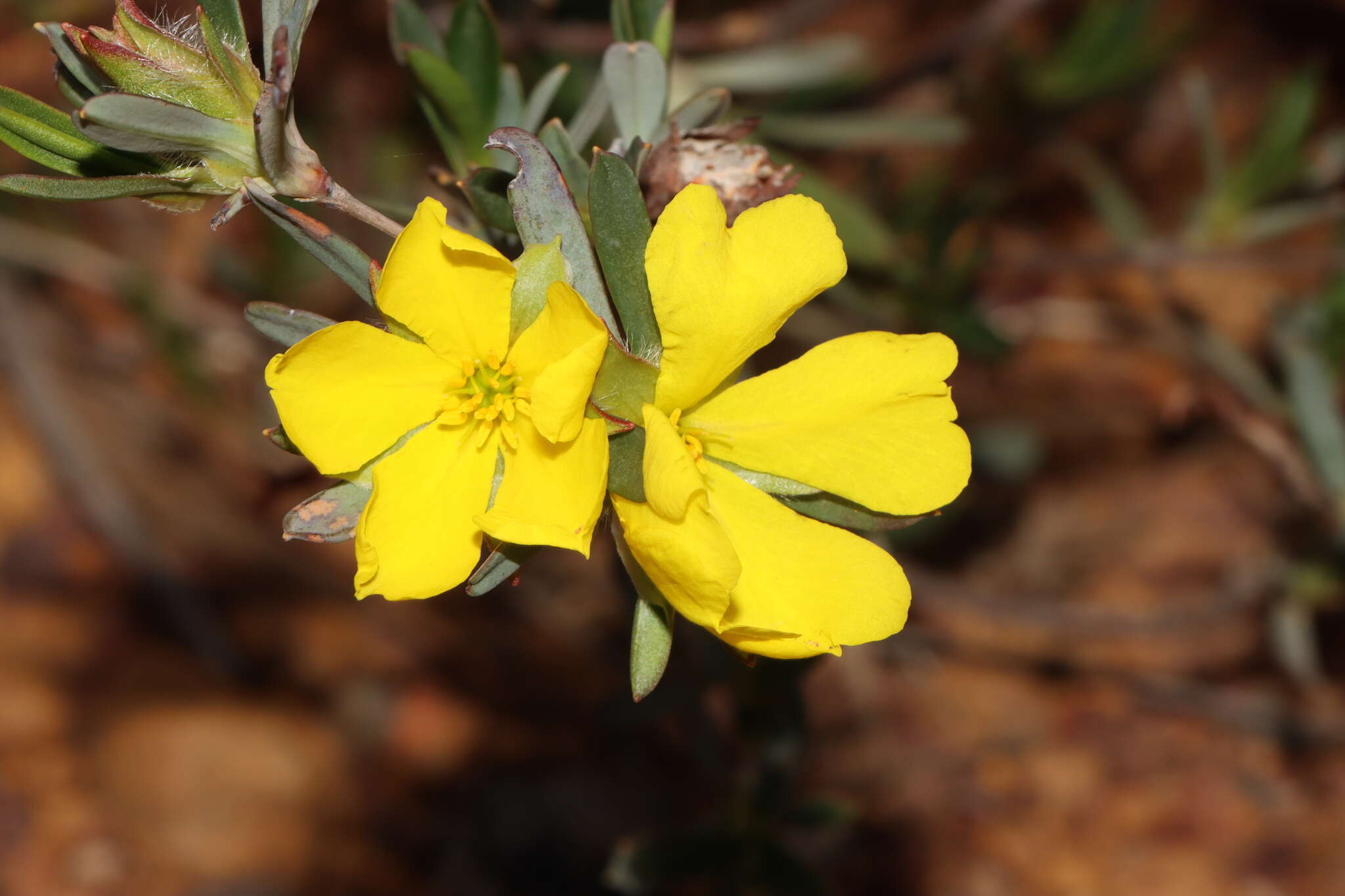 Image of Hibbertia glomerosa var. glomerosa