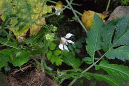 Image of Nasa triphylla subsp. rudis (Benth.) Weigend