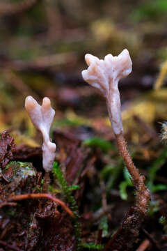 Image of Clavulina castaneipes (G. F. Atk.) Corner 1950