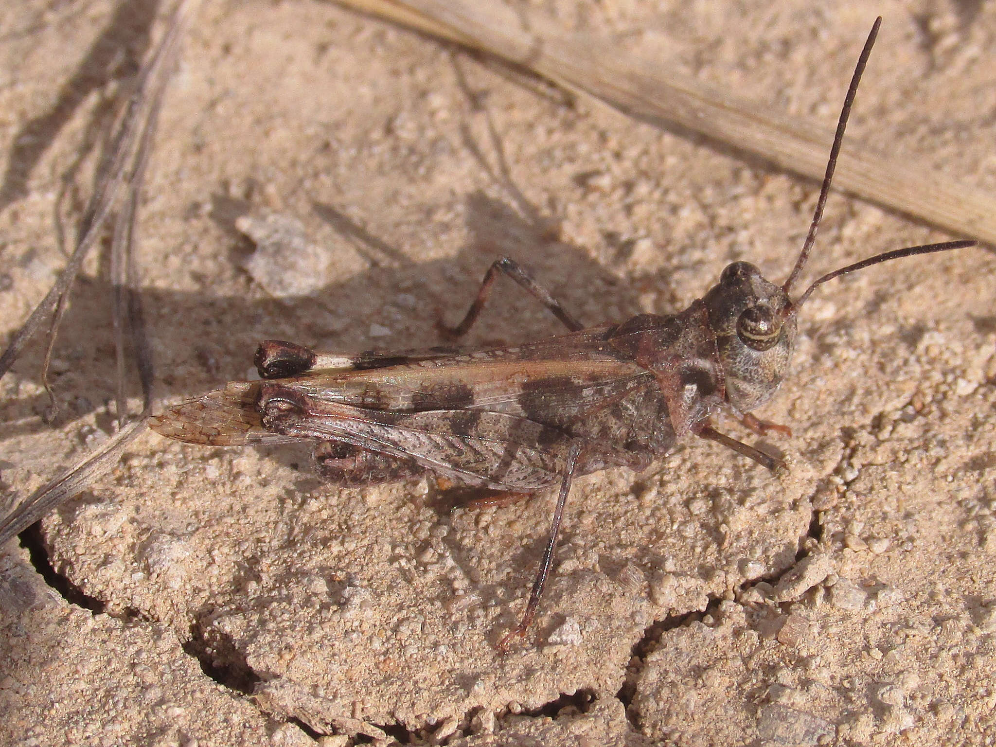 Слика од Trachyrhachys kiowa (Thomas & C. 1872)