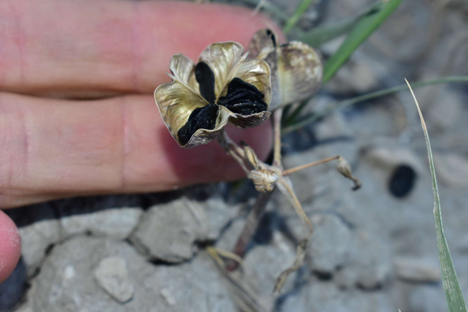 Sivun Androstephium breviflorum S. Watson kuva