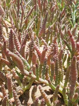 Image of Salicornia natalensis Bunge ex Ung.-Sternb.