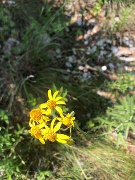 Image of Verbesina hypomalaca B. L. Rob. & Greenm.