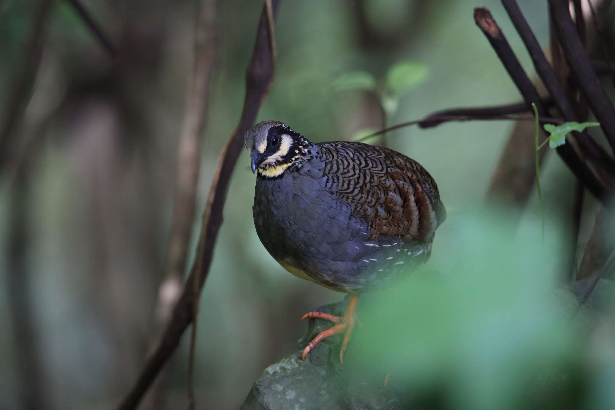 Image of Taiwan Hill Partridge