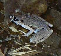 Image of Leptobrachella picta (Malkmus 1992)