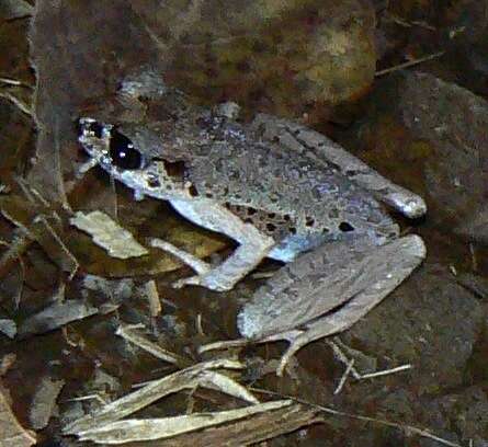 Image of Leptobrachella picta (Malkmus 1992)