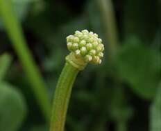 Image of Ficaria verna subsp. fertilis (Laegaard) Stace