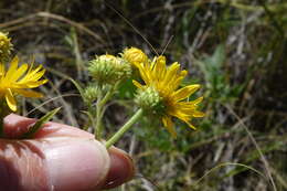 Rayjacksonia annua (Rydb.) R. L. Hartman & M. A. Lane的圖片