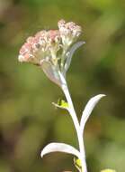 Image of Plecostachys polifolia (Thunb.) O. M. Hilliard & B. L. Burtt