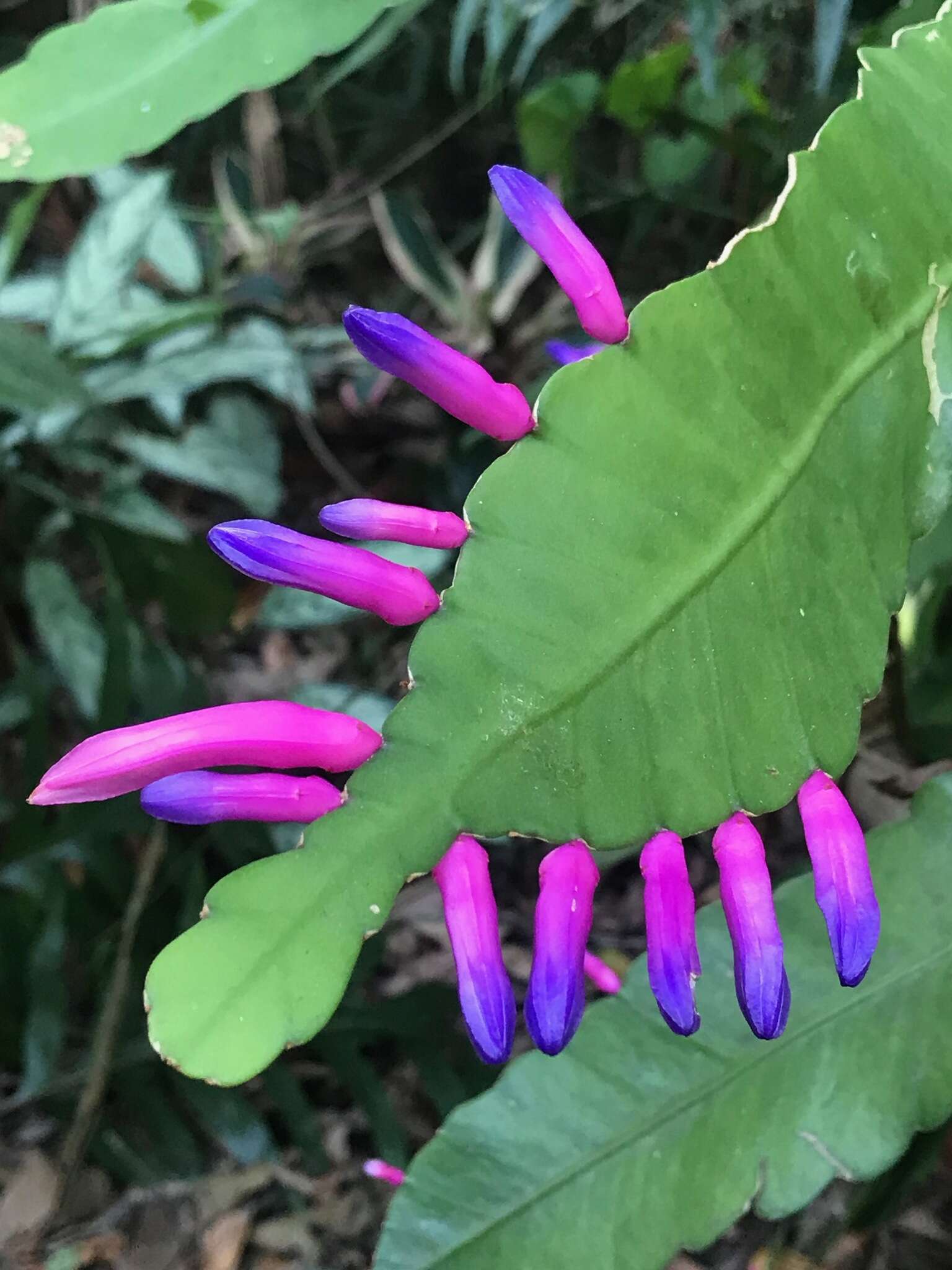 Image of Pseudorhipsalis amazonica (K. Schum.) Ralf Bauer