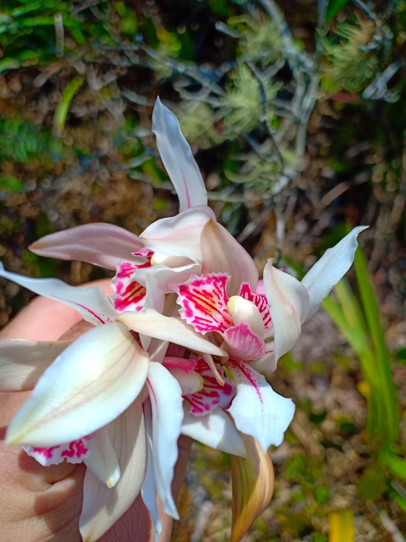 Image of Cymbidium insigne Rolfe