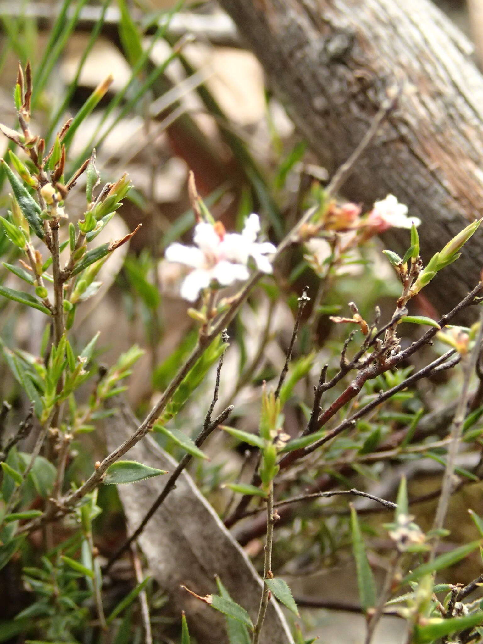 Image of Leucopogon virgatus var. virgatus