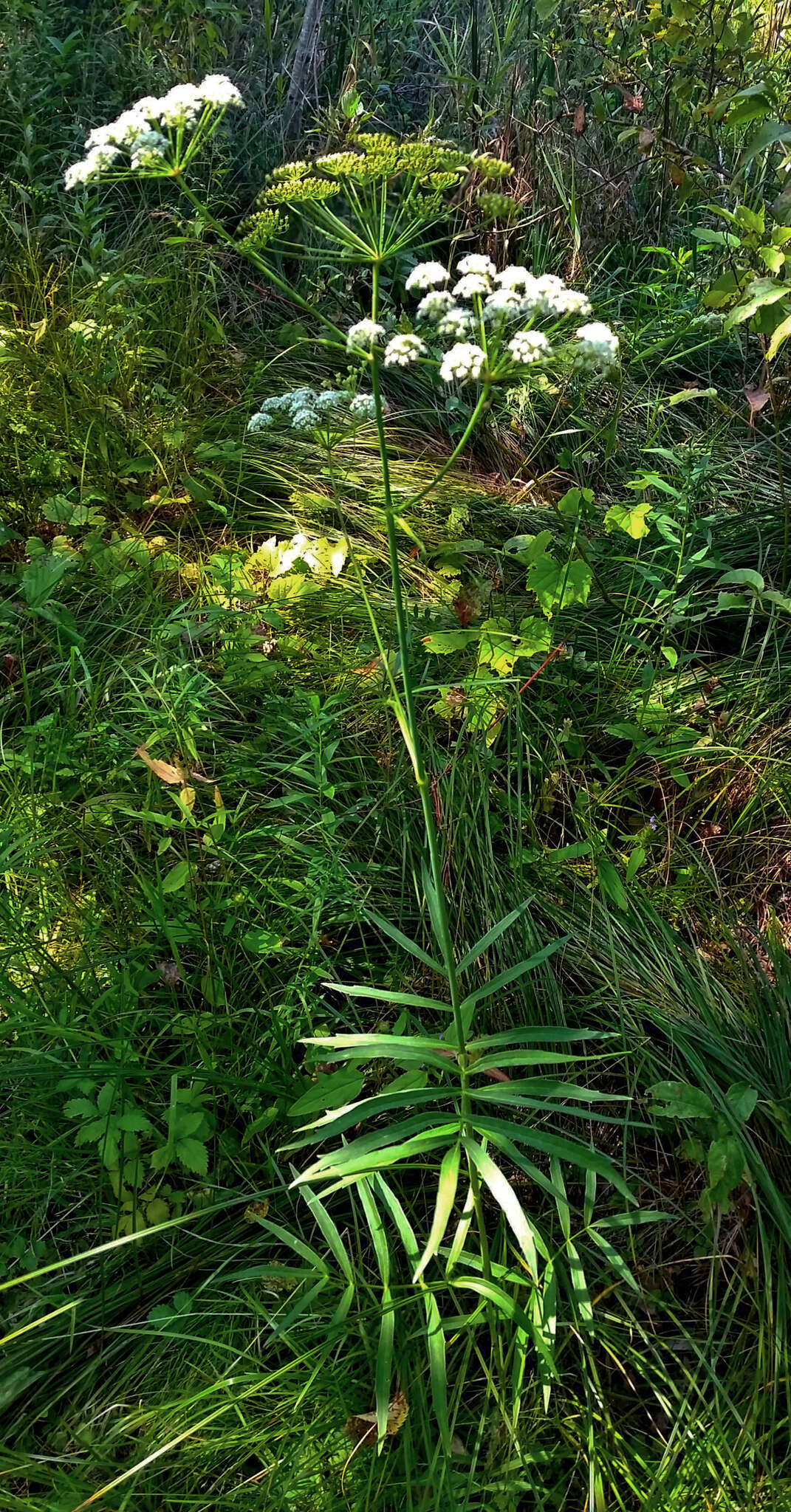 Image of stiff cowbane