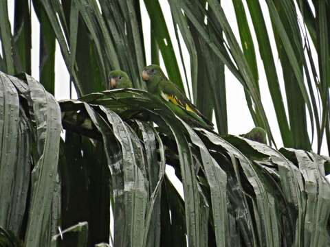 Image of Canary-winged Parakeet