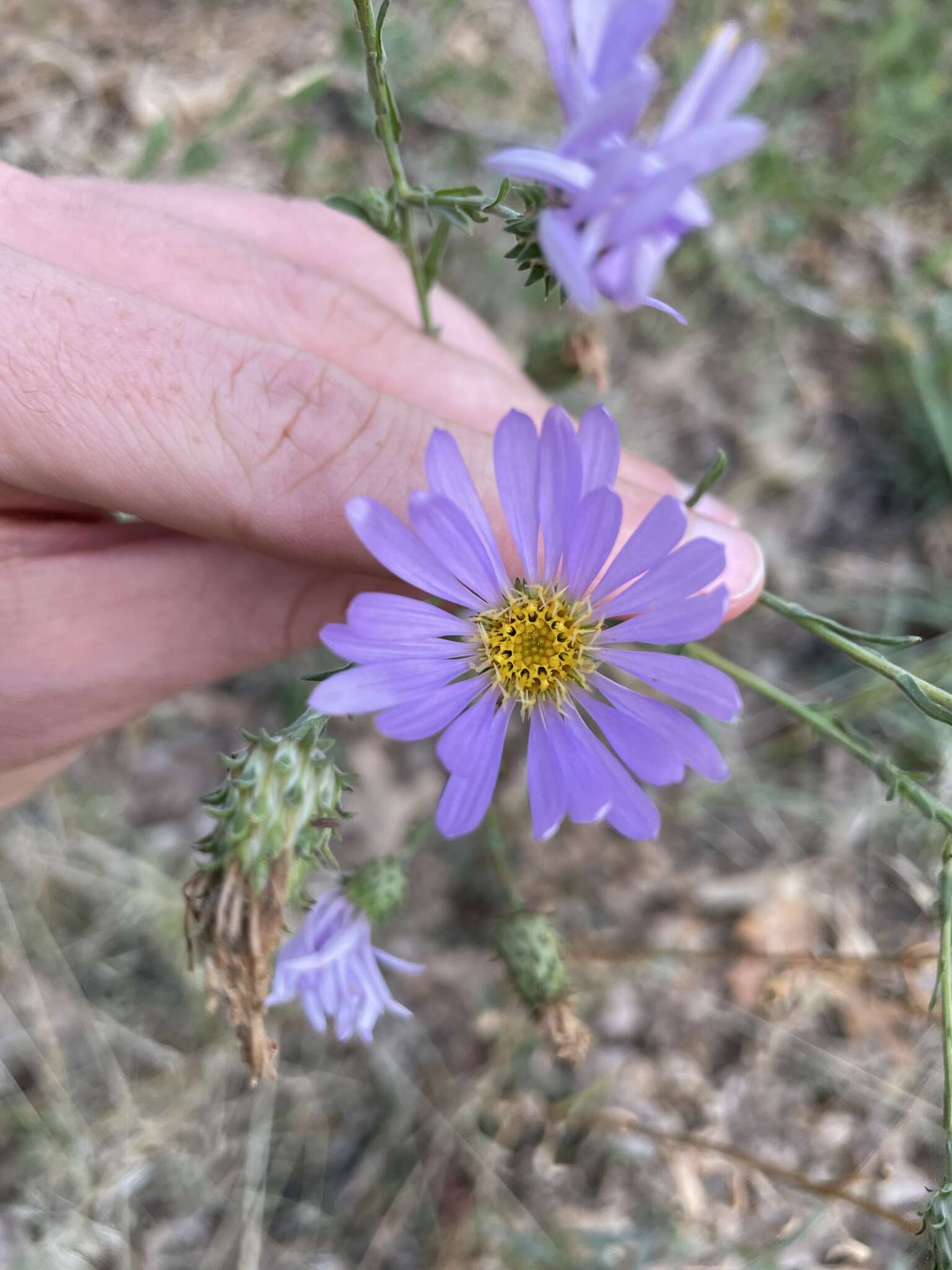 Imagem de Dieteria asteroides var. lagunensis (D. D. Keck) D. R. Morgan & R. L. Hartman