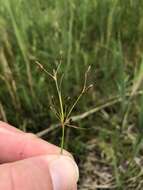 Слика од Fimbristylis autumnalis (L.) Roem. & Schult.