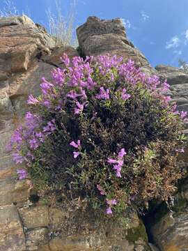 Image of littleleaf bush penstemon