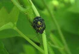 Image of Orsilochides variabilis (Herrich-Schaeffer 1837)