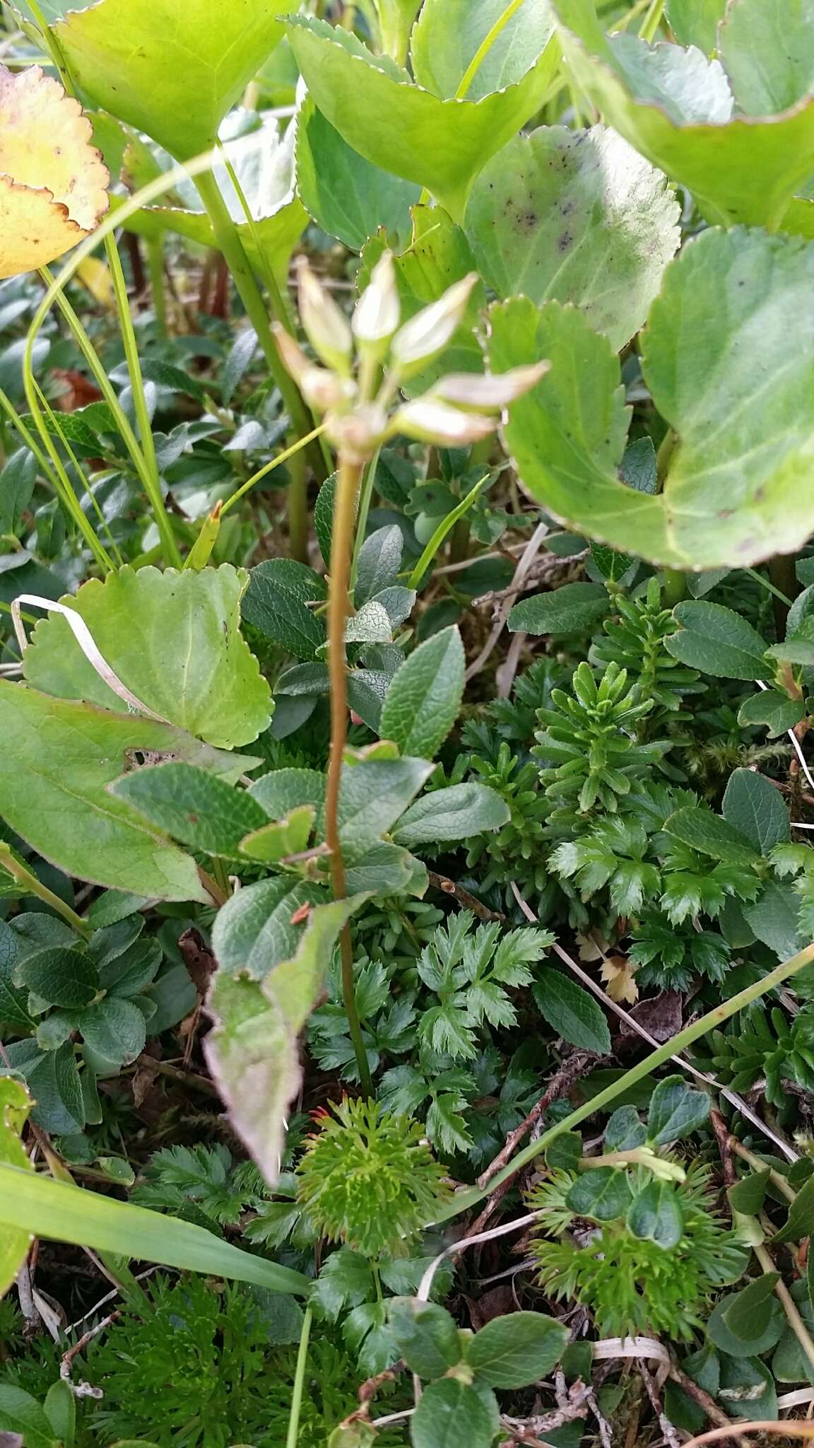 Image of Fern-Leaf Goldthread