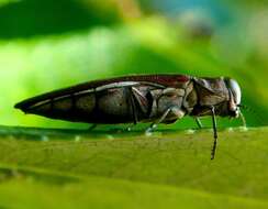 Image of Agrilus quadriguttatus Gory 1841