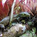 Image of Smith's arboreal alligator lizard