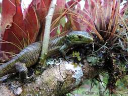 Image of Smith's arboreal alligator lizard