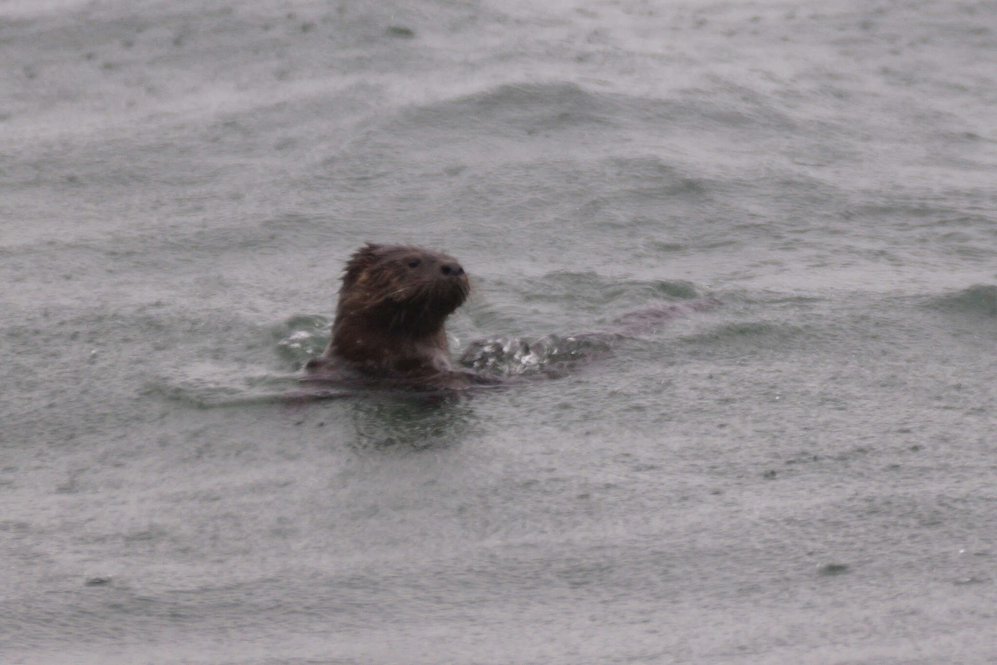 Image of Marine Otter