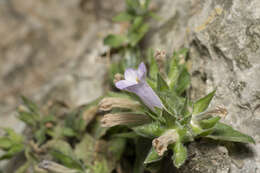 Image de Campanula hagielia Boiss.