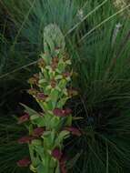 Image of Disa brevicornis (Lindl.) Bolus