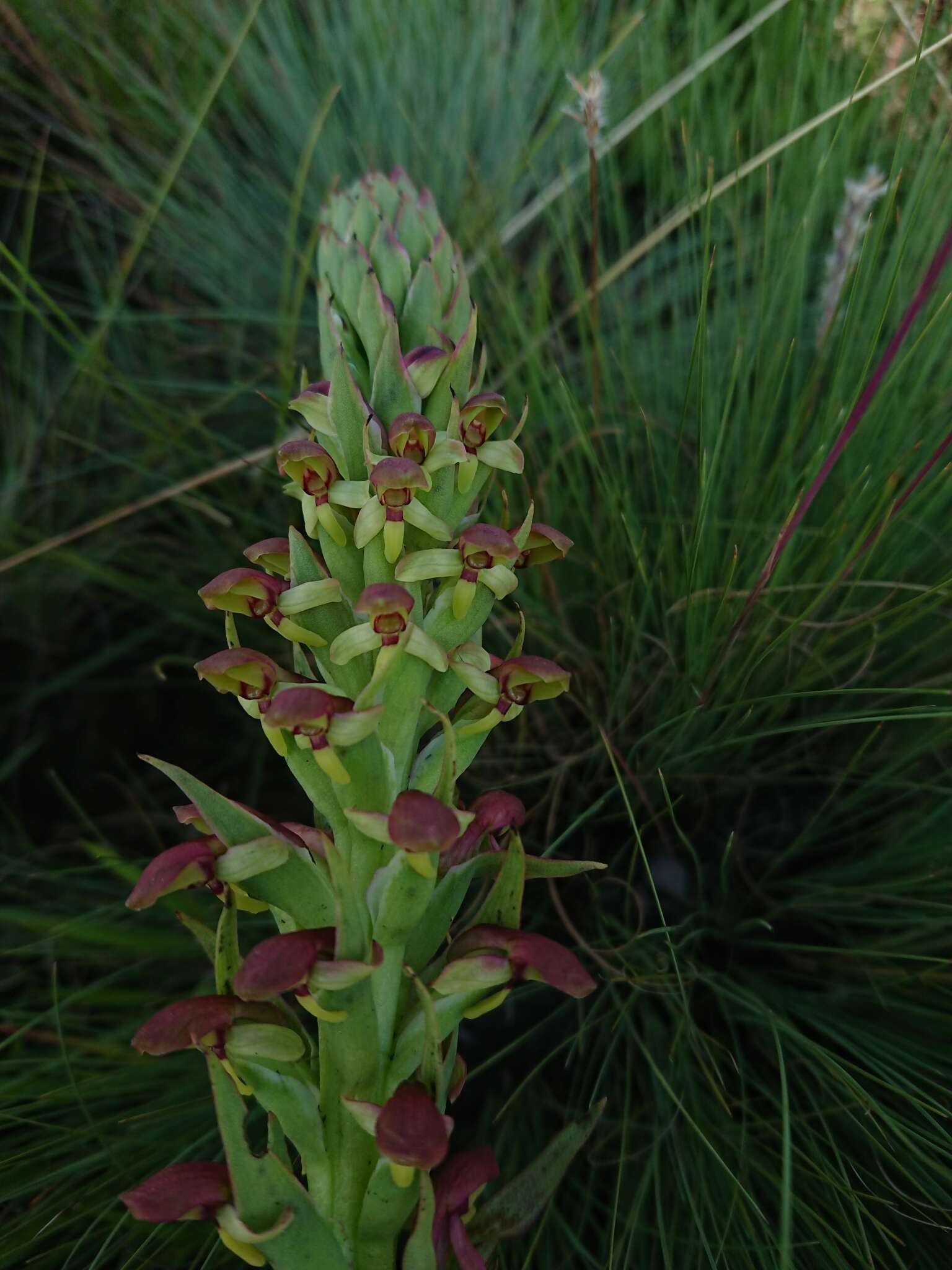 Image of Disa brevicornis (Lindl.) Bolus