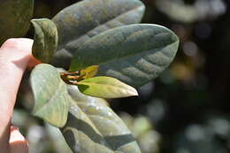 Image de Tabebuia rigida Urb.